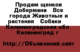 Продам щенков Добермана - Все города Животные и растения » Собаки   . Калининградская обл.,Калининград г.